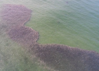Massive school of bunker off Fire Island