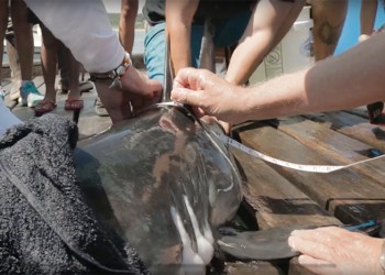 OCEARCH tagging Gurney the great white shark off Montauk