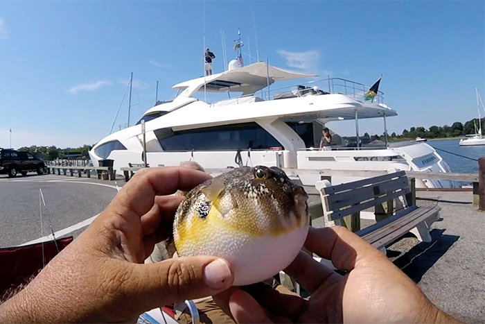 Pufferfish caught off Sag Harbor's Long Wharf
