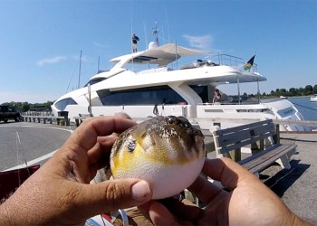 Pufferfish caught off Sag Harbor's Long Wharf