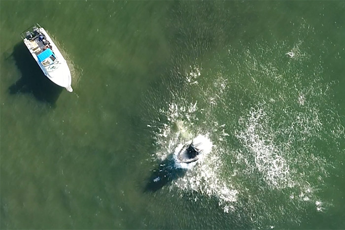 Humpback whales feed on menhaden