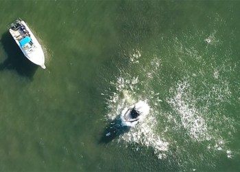 Humpback whales feed on menhaden