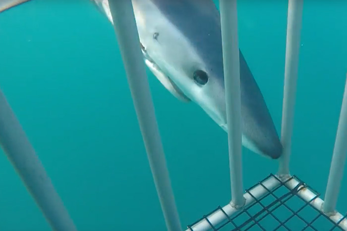 Shark cage dive off Montauk by Sean Hester