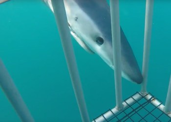 Shark cage dive off Montauk by Sean Hester