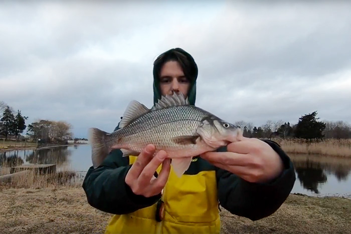 South Fork Salt catches white perch in the Hamptons