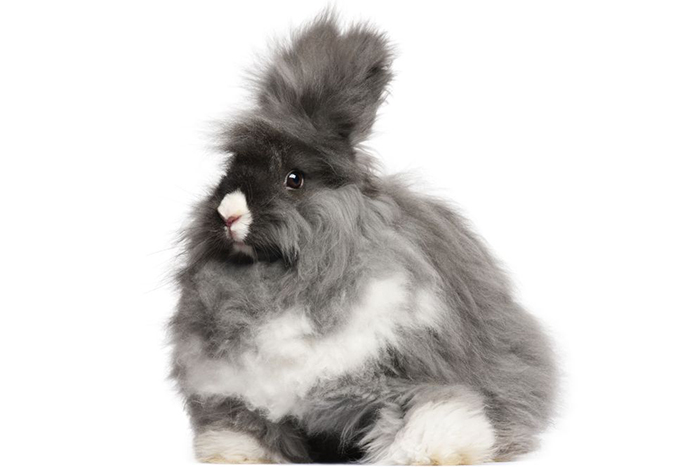 Angora Bunny