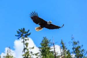 Bald eagle helps herald in the first day of spring