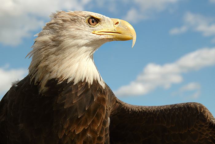 The Bald eagle is back on Long Island!