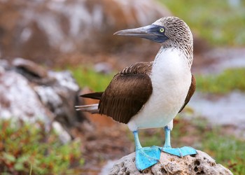 Blue-footed booby