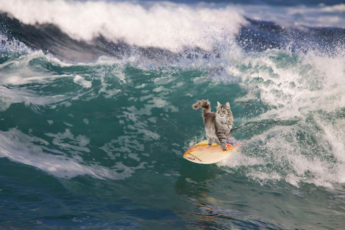 Cat surfing