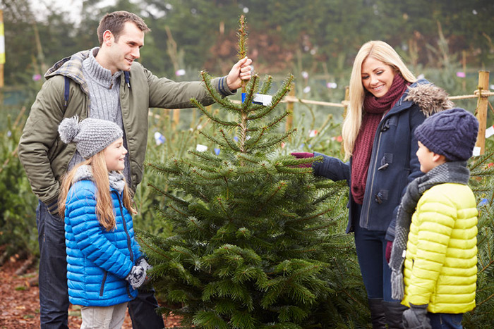 Find your Christmas tree on the East End!