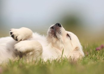 A doggy crisis actor does its thing