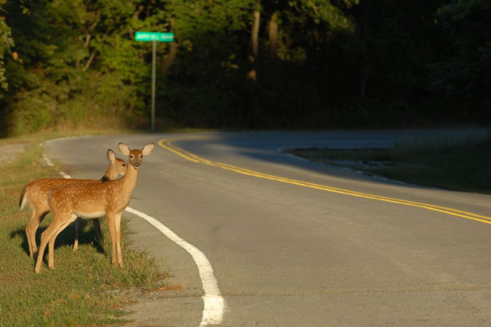 Deer crossing road