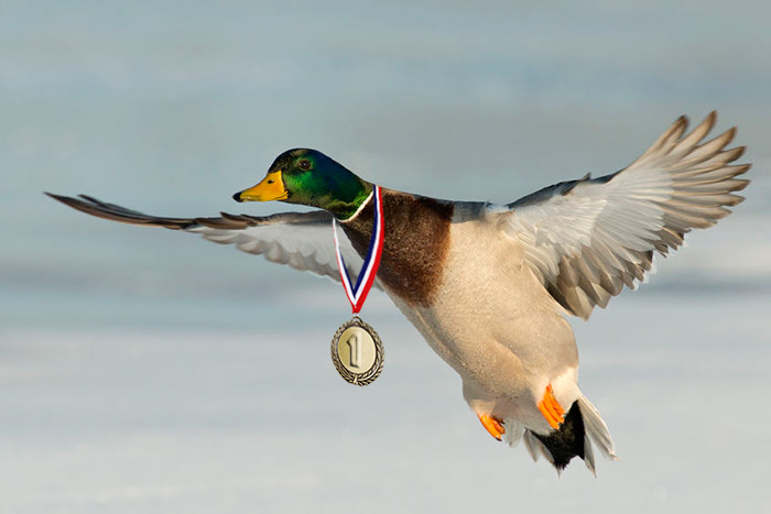 Duck with medal