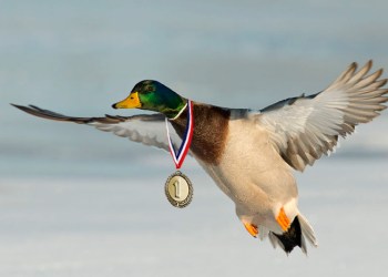 Duck with medal