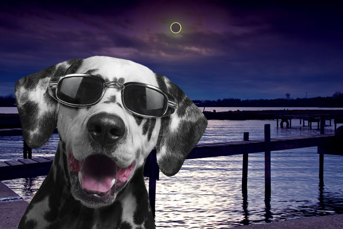 Dogs will feel Monday's solar eclipse