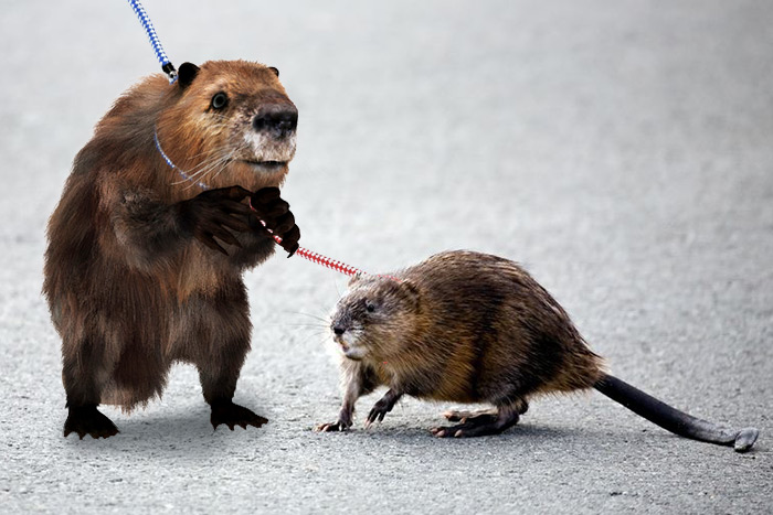 The suspect emotional support beaver and his emotional support muskrat