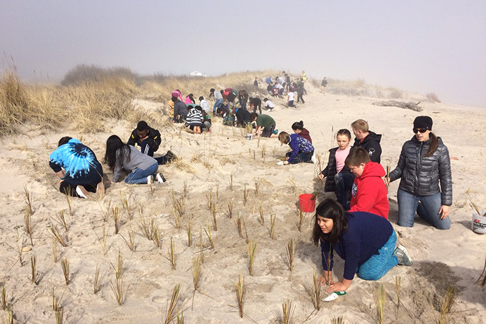 Group for the East End and volunteers plant beach grass at Sagg Main Beach