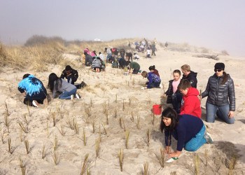 Group for the East End and volunteers plant beach grass at Sagg Main Beach