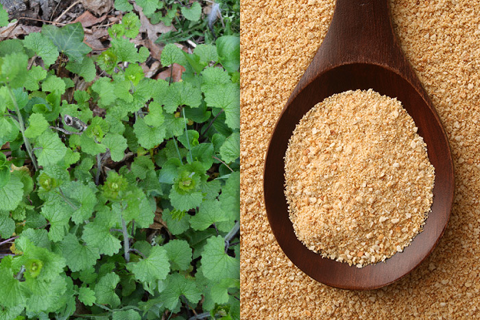 Garlic mustard is everywhere