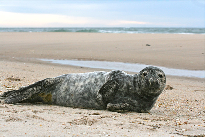 Grey seal on a Hamptons beach