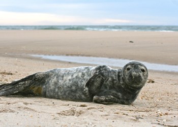 Grey seal on a Hamptons beach