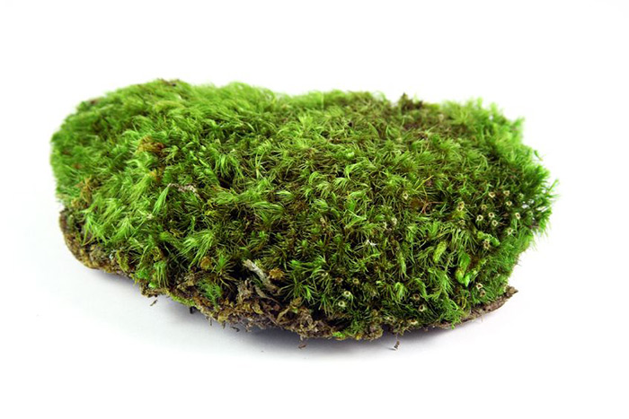 Hamptons Subway's Quogue tunnel is home to a rare moss species