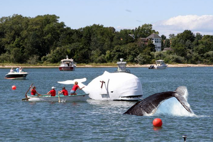 Harborfest had a visit from a real live whale