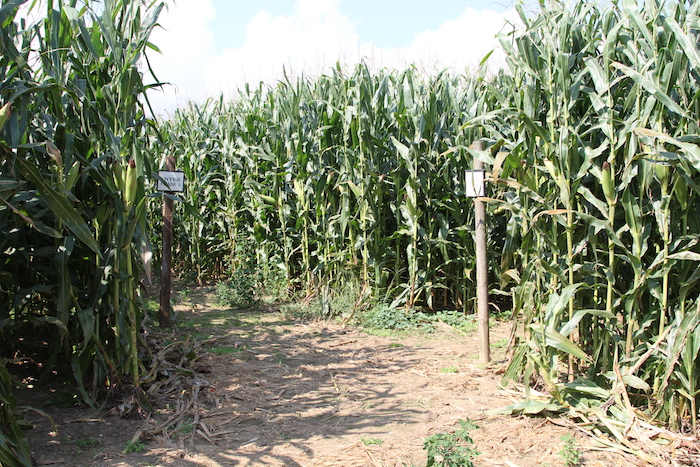 The Maize