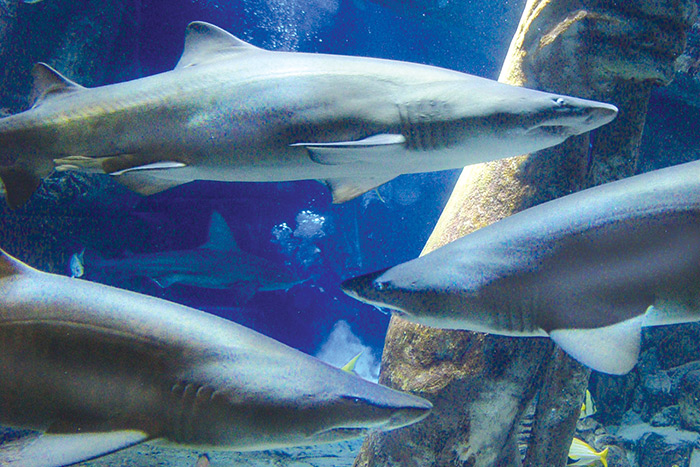 Sharks at the Long Island Aquuarium on the North Fork