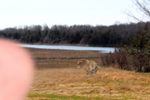 This photo suggests lions may still roam the Hamptons - a classic among Dan's Papers hoaxes