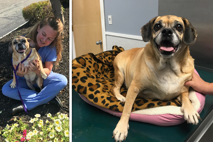 Mama the Puggle was abandoned in Patchogue