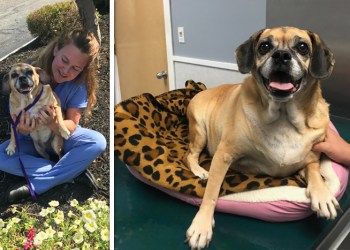 Mama the Puggle was abandoned in Patchogue