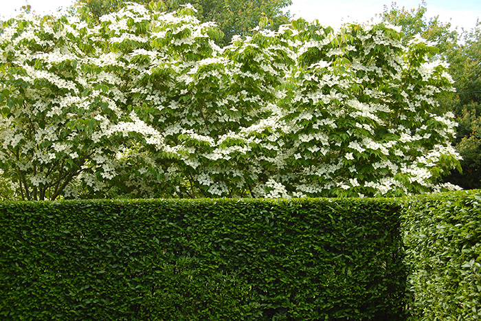 Modern landscape with hedge by Unlimited Earth Care