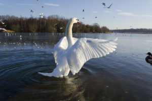Mute swan flaps