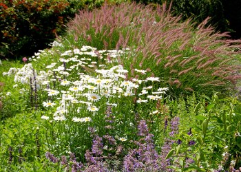 Add native plants to your Hamptons garden