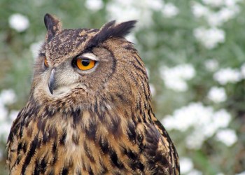 Kids can get their owl on at SoFo this weekend!