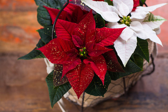 Get some poinsettias on National Poinsettia Day