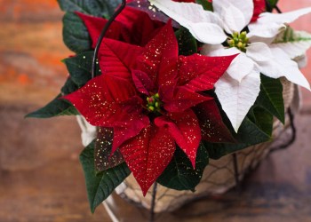 Get some poinsettias on National Poinsettia Day