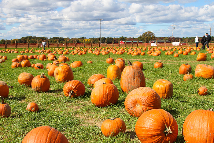 Go pick some pumpkins