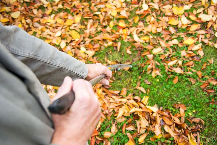 Raking leaves