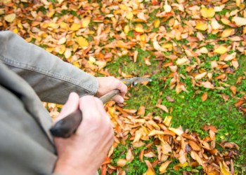 Raking leaves