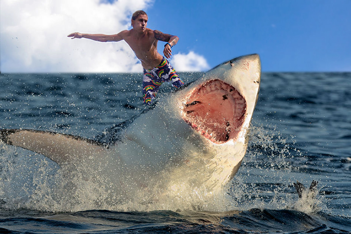 Hamptons shark surfing fans say it's safe and fun!