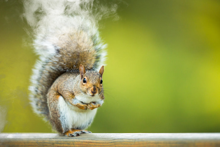 Squirrel smoke