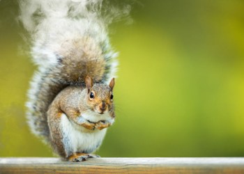 Squirrel smoke