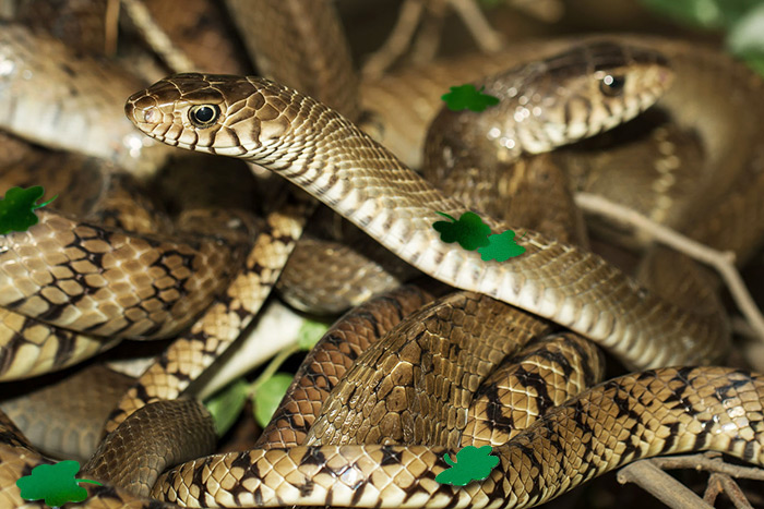 St. Paddy's Day snakes