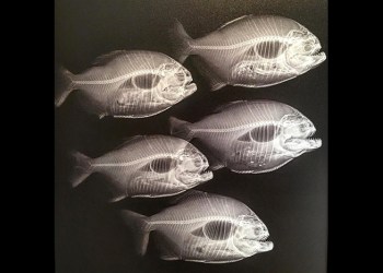 Art by Steve Miller on his @stevemillerdotcom Instagram account