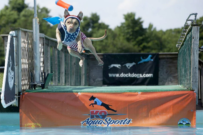 Tangomunch Pitbull, the dock diving dog!