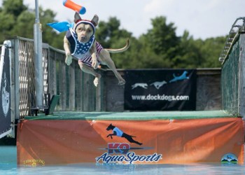 Tangomunch Pitbull, the dock diving dog!