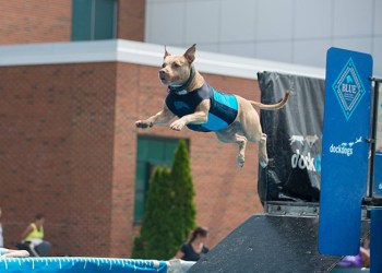 Tango Munch Pit Bull in action!